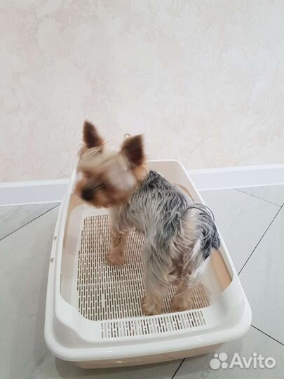 Лоток для кошек большой