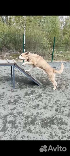 Испанский мастиф. Вязка