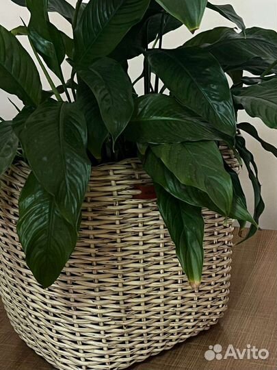 Ручная работа кашпо из ротанга