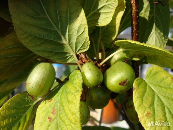 Многолетники для дачи 6