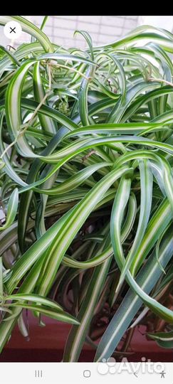 Хлорофитумы хохлатый, оранж, бонни