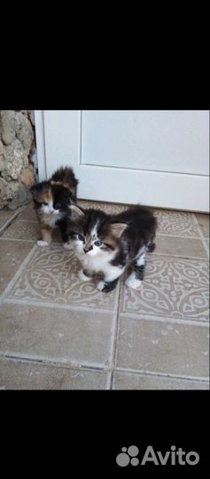 Кошка в дар бесплатно