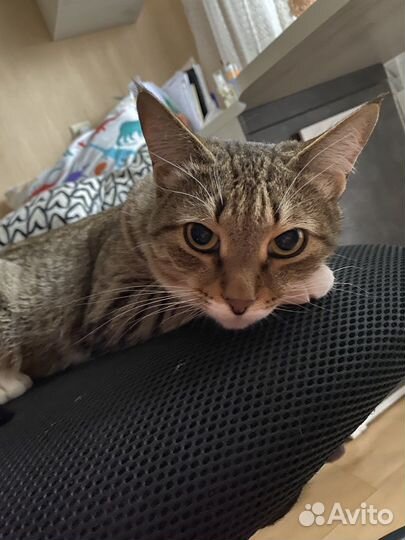 Кошка в добрые руки