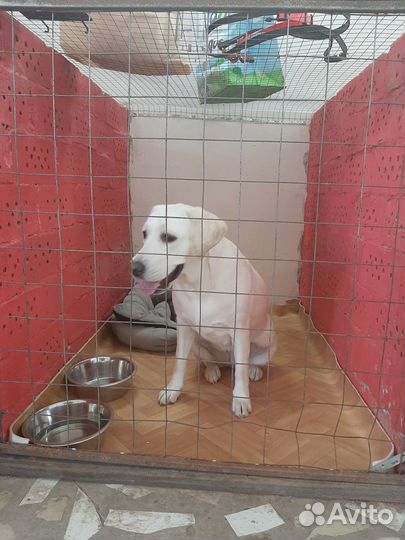 Зоогостиница 