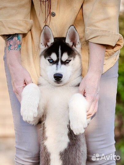 Сибирский хаски щенки