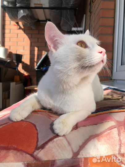 Белый котик