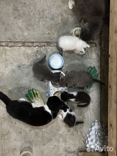 Котята в добрые руки приучены к лотку