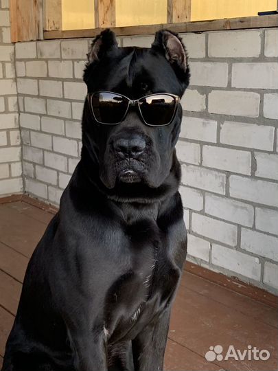 Кане Корсо Вязка