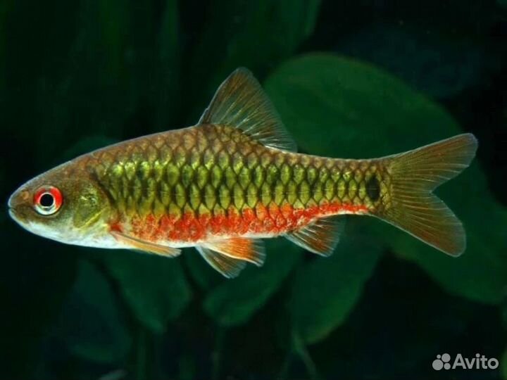 Аквариумные рыбки
