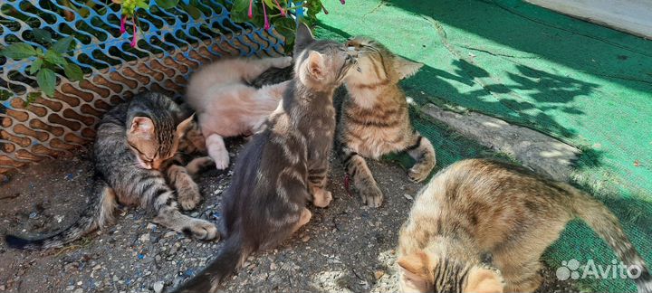 Кошка в дар бесплатно