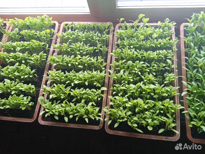 Рассада помидор и перцев, баклажанов