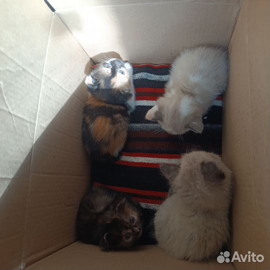 Котята веслоухие британци