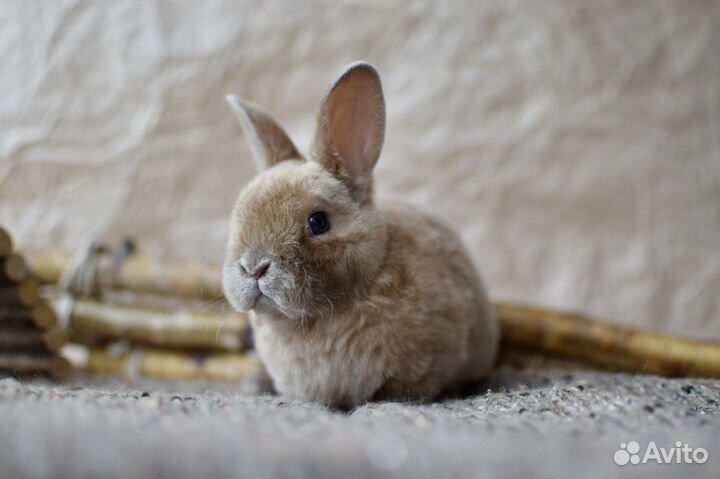 Ваш декоративный кролик