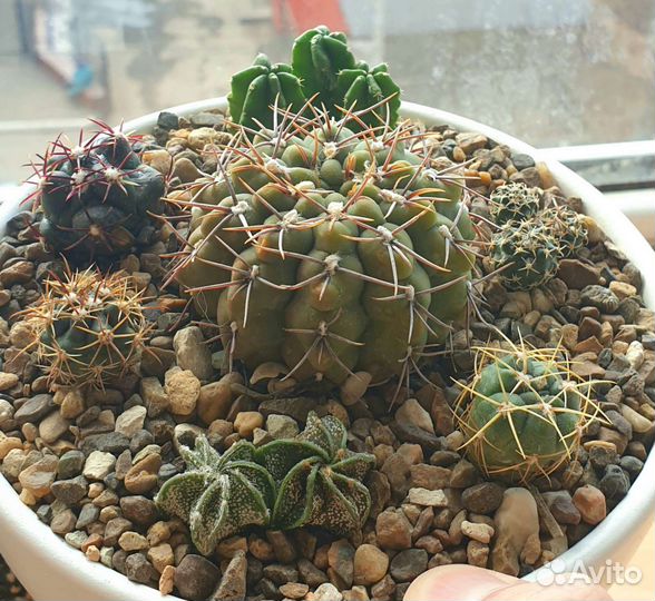 Композиции. Подарочный набор кактусов. Суккуленты