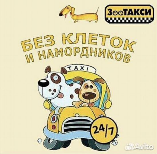 Зоо такси и доставка - перевозка любимцев 24/7