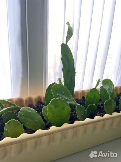 Кактус опунция