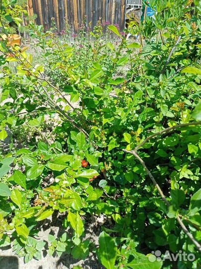 Декоративные кустарники