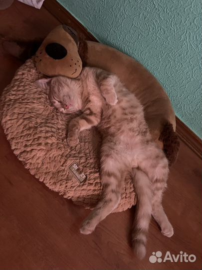 Ласковый котик