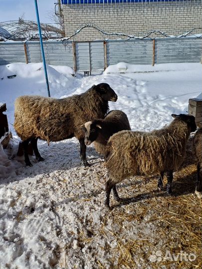 Романовские овцы. Баран на племя