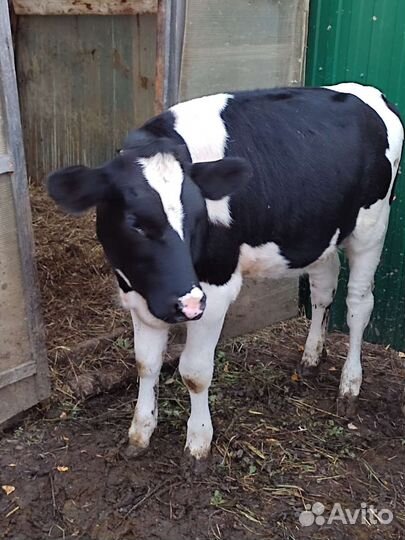 Корова дойная