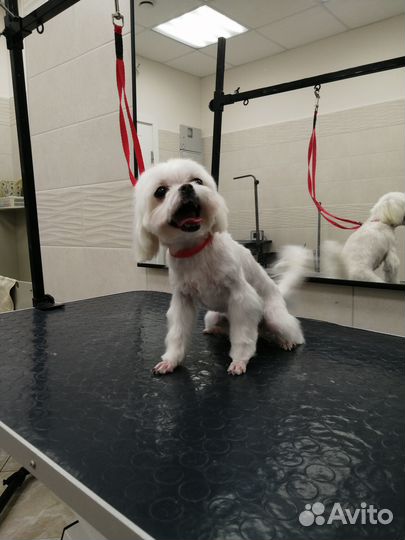Стрижка собак. Груминг собак