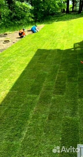 Рулонный газон