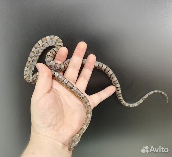 Маисовый полоз