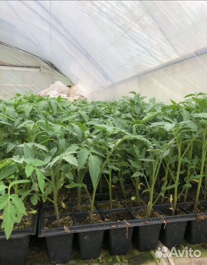 Рассада помидор, перцев,баклажан, и цветов