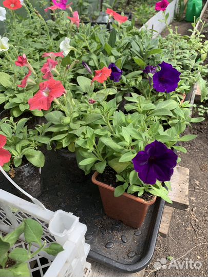 Рассада петунии