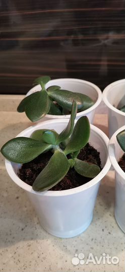 Денежное дерево толстянка