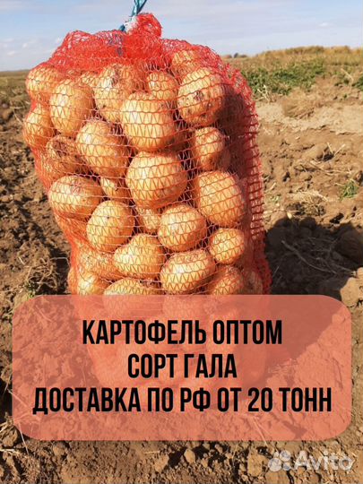 Картофель оптом