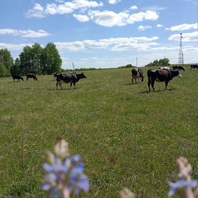 Продам сено в рулонах