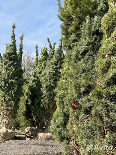 Саженцы сосны обыкновенной 630 см