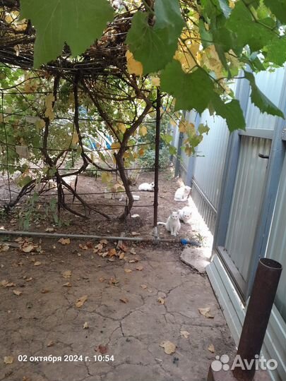 Ищем заботливого хозяина