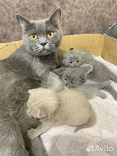 Британские котята