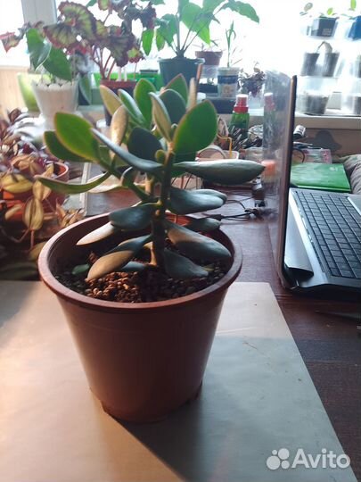 Комнатные цветы