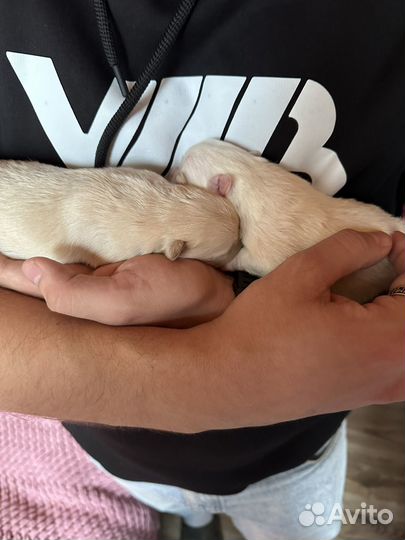 Щенки немецкого шпица