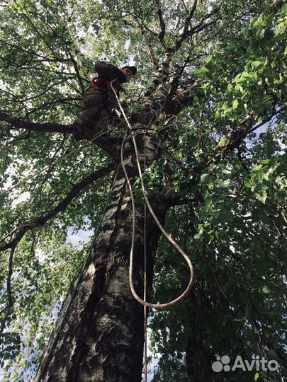 Спил/кронирование деревьев