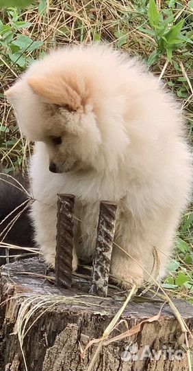 Щенок девочка