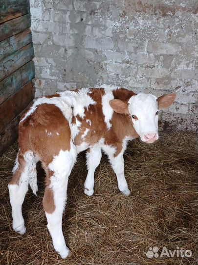 Домашние животные