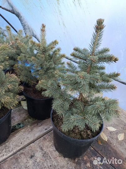 Ель колючая