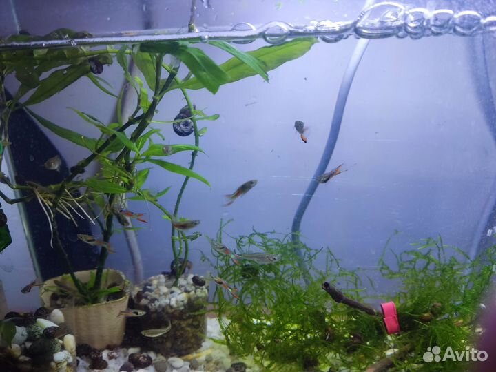 Аквариум с рыбками. Гуппи эндлер