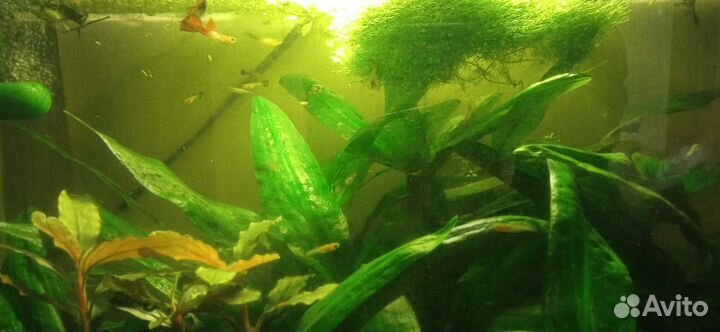 Аквариумное растение, гуппи