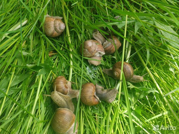 Улитки виноградные