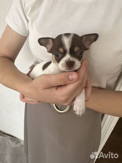 Щенки чихуахуа