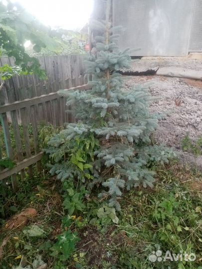 Ель голубая