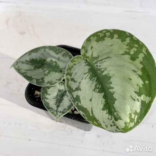 Сциндапсус пиктус треби