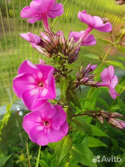 Растения для сада