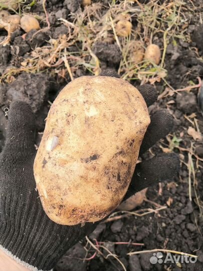 Картофель на еду