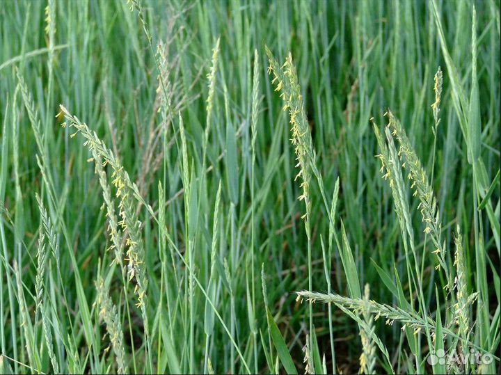 Семена пырей ползучий